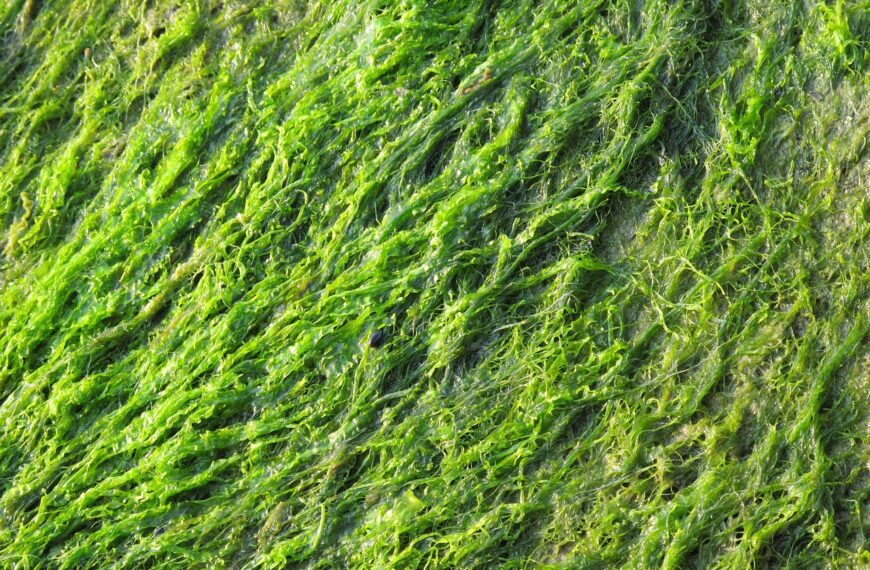 Las maravillas del océano como fuente de alimento: una solución ante crisis globales